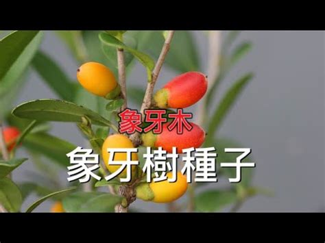 香港風水師收費 象牙樹種植
